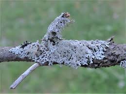 Image result for Aleurites