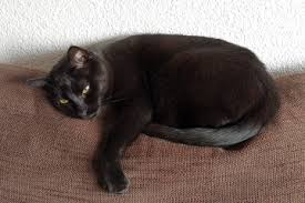 Manchmal kann es helfen, die katze genau an den orten zu füttern, wo sie ihr geschäft regelmäßig außerhalb des klos verrichtet. Alle Infos Uber Wohnungskater Wohnungskater De