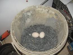Is it safe to use bucket of nails? A Bucket Of Nails With Two Eggs In It Home Facebook