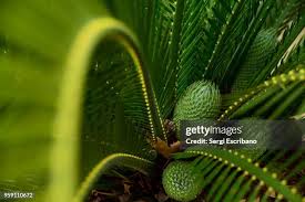 Image result for Zamiaceae