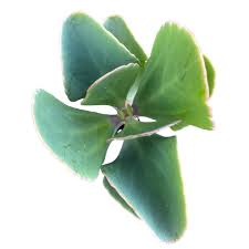 Image result for Kalanchoe rotundifolia