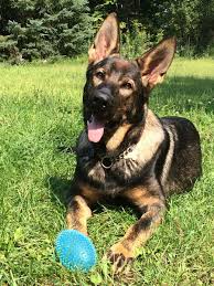 The breed was officially known as the alsatian wolf dog in the uk from after the first world war until 1977 when its name was changed back to german shepherd. The West German Shepherd Dog Pethelpful