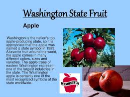 A look at washington's official state symbols. Ppt Washington State Facts And Symbols Powerpoint Presentation Free Download Id 1474289