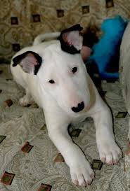 Black And White English Bull Terrier Puppy My English Bull Terrier Sugar English Bull Terriers Bull Terrier Funny Bull Terrier Puppy