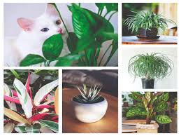 One of the biggest responsibilities that pet owners face is keeping their furry friends safe from harm. 5 Indoor Plants That Are Safe For Your Pets Times Of India