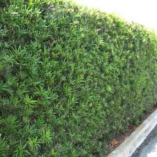 Image result for Pachycarpus firmus