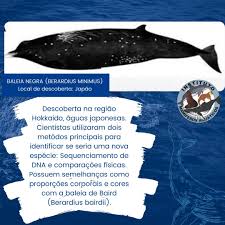 The whales shared characteristics of b. Instituto Mamiferos Aquaticos Photos Facebook