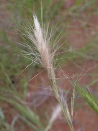 Image result for Aristida congesta