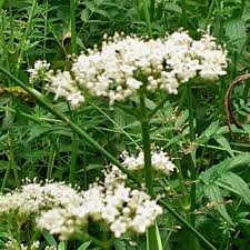 Image result for Valeriana capensis