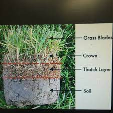 Soil Thatch Profile Of Turf Grass Lawn Care Tips Turf Grass Lawn Care