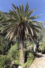 Canary Palm Tree Growing Care Of Canary Island Palm Trees Palm Tree Care Canary Island Date Palm Canary Island