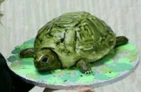 Schildkroten Torte Kuchen Ideen Torten Schildkrote