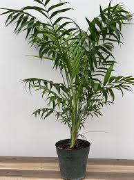 How to get cat palm to flower? 6 Cat Palm Van Belle Flowers