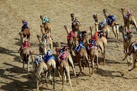 The latest championship series has returned to al marmoom camel racetrack with race sessions scheduled from 6 to 10 january. Thousands Flock To Dubai Camel Tournament The National