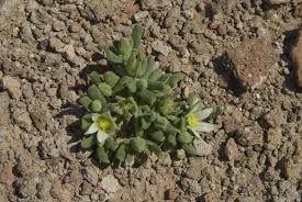 Image result for Aizoon virgatum