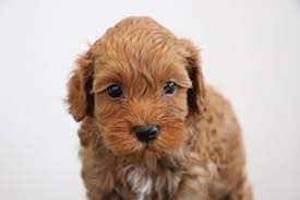 Cockapoo Puppies Pet Grooming Raku Inu Singapore