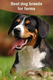 Best Dog Breeds For Farms Thatmutt Com Best Dog Breeds Farm Dogs Breeds Working Dogs Breeds