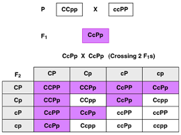 Biology Exams 4 U Complementary Genes Example