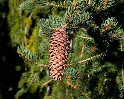 The norway spruce tree is one of the fastest growing varieties of evergreens, and only takes about three years to grow to christmas tree height. Picea Abies Gardensonline