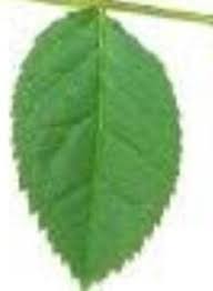 Check spelling or type a new query. Bentuk Daun Bunga Mawar Brainly Co Id