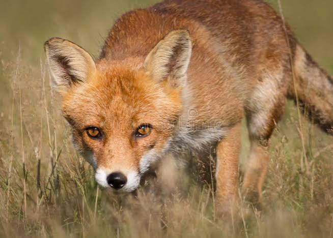 368 British Fox Hunting Stock Photos - Free & Royalty-Free Stock Photos from Dreamstime