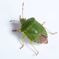 A shield bug, once released, has no wish to go back into their transformation place. 4 491 Green Shield Bug Stock Photos And Images 123rf