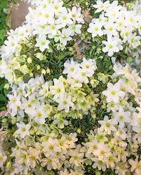 Check spelling or type a new query. Clematis Avalanche Blaaval Hayloft