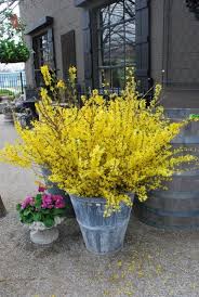 Nothing Says Spring Like Forsythia I Used To Call This Forcynthia For My Sister Spring Planter Garden Pots Porch Flowers