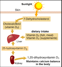 All About Vitamin D Measure Up