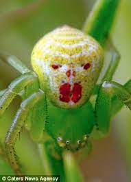 An unusual jumping spider with a bright metallic green colored body. Now This Is A Creepy Crawly Meet The Bright Green Spider That Looks Just Like The Clown In Stephen King S Horror Film It Daily Mail Online