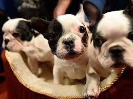 Find french bulldogs, also known as frenchies, for sale in illinois at dreamcatcher hill puppies. 38 Puppies Found Dead On Cargo Plane Flying From Ukraine To Canada Insider