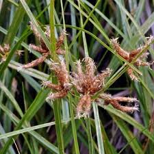 Image result for Bolboschoenus glaucus