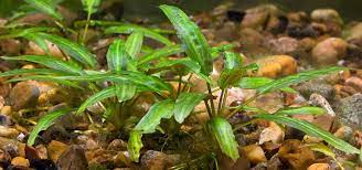 In its native land, the beginners may think that the cryptocoryne wendtii has died off but after some time the plant will. Cryptocoryne Wendtii Species Tropical Fish Hobbyist Magazine