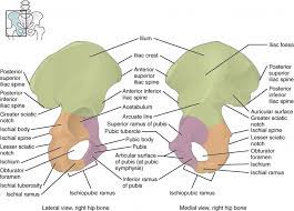 Three bones develop from separate ossifications, within a single cartilage plate. The Pelvic Girdle And Pelvis Anatomy And Physiology I