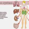 Keep reading to learn more about the organs of the body, the various organ systems. 1