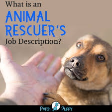 12 Part Time Jobs Working With Dogs And Other Animals Patchpuppy Com Jobs Working With Dogs Care Jobs Pet Sitting Jobs