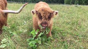 Scottish Highland Cattle In Finland Leaves How Do They Work Youtube