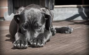 We believe it is also essential to include you as the pet owner in the decision making process related to the care and happiness of your pets. The Pet Care Clinic Of Doral Florida Veterinary Blog