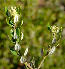 Image result for Phylica emirnensis