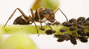 Eine ameisenplage im garten kann unterschiedliche schäden verursachen. Ameisen Mit Hausmitteln Vertreiben Statt Bekampfen Ndr De Ratgeber