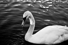 Black And White Swan Swan Photograph 8x12 Fine Art Photography White Swan Print Nature Black And White Wall Art Digital Download Photography Teal Wall Art Black And White Wall Art
