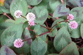 Image result for Phragmanthera capitata