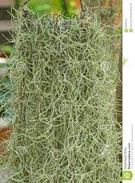 No need to register, buy now! Spanish Moss Or Old Man S Beard Hanging From Metal Crown In Th Stock Photo Image Of Beard Environment 68663674