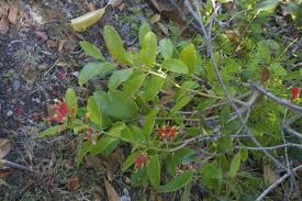 Image result for Dictyophleba