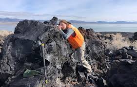 Image result for Monotes magnificus