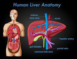Check spelling or type a new query. Free Vector Information Poster Of Human Liver Anatomy