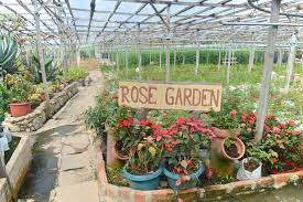 Harga strawberry adalah mengikut timbangan. Taman Rose Dan Strawberry Kundasang Trip Travel Holidays Facebook
