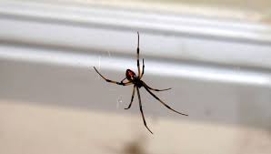 La araña considerada la más peligrosa de su especie: Arana Violinista Que Hacer Si Te Pica O Como Reconocerla