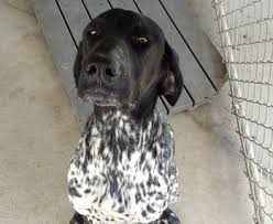 Maybe you would like to learn more about one of these? Tails Inn Kennels Tails Inn Kennels All Breed Dog And Cat Boarding