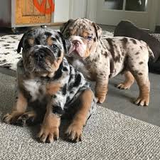 Coloring.com | choose a picture. Look At These Colors On Bulldog Puppies Cute Pet Dogs Baby Animals Cute Animals Cute Baby Animals